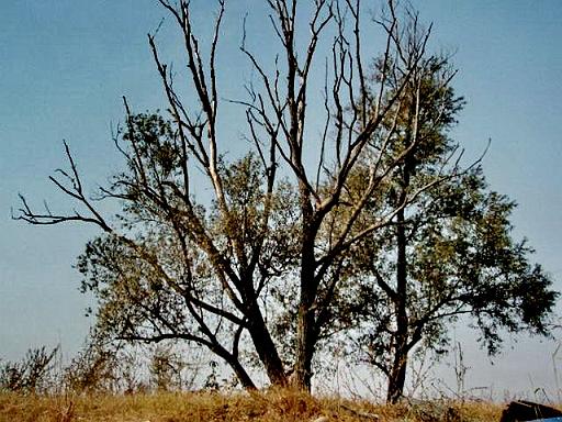adda (116).jpg